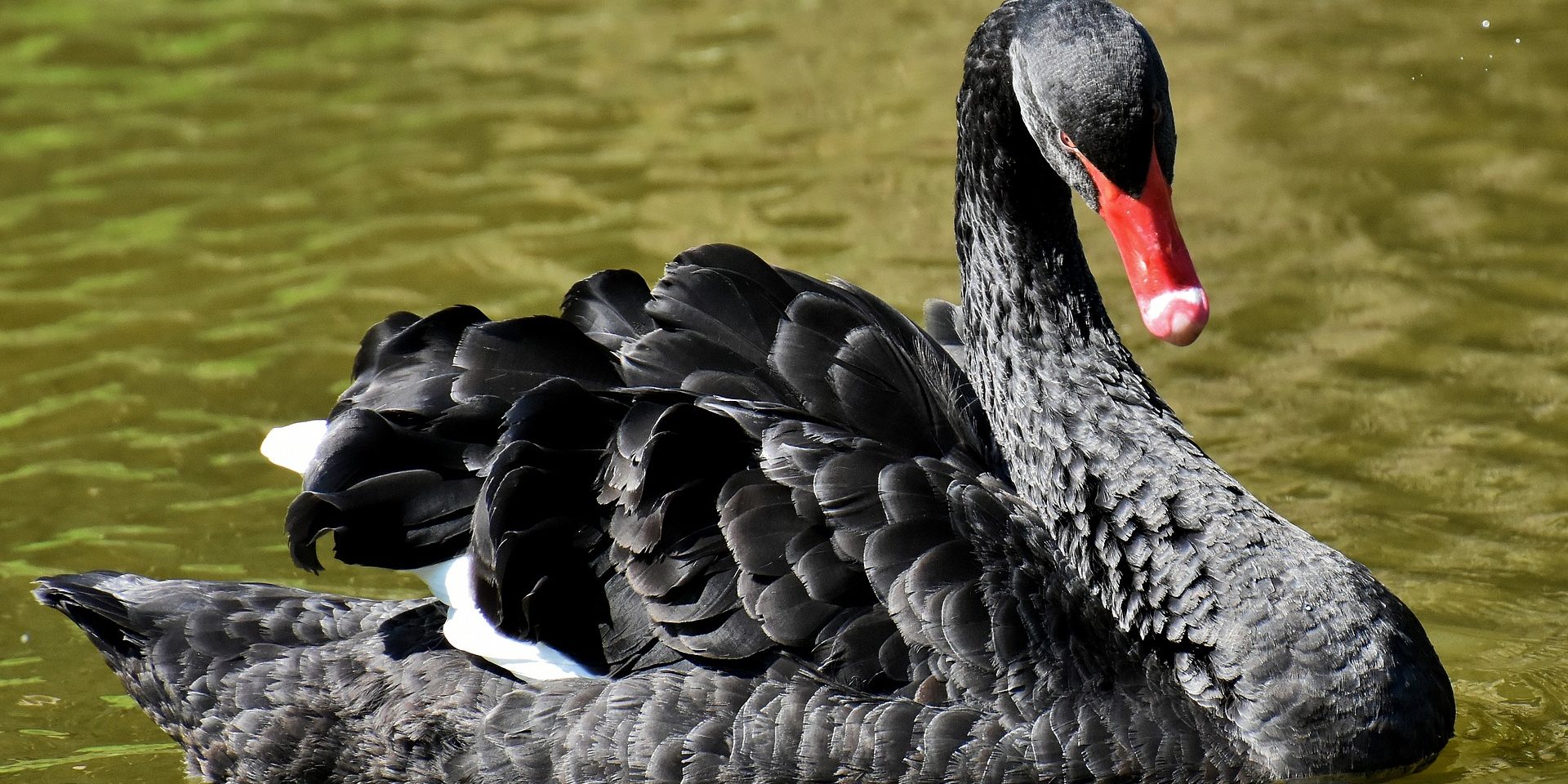 cisne negro cisne negro