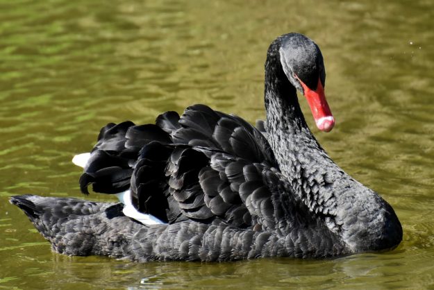 cisne negro